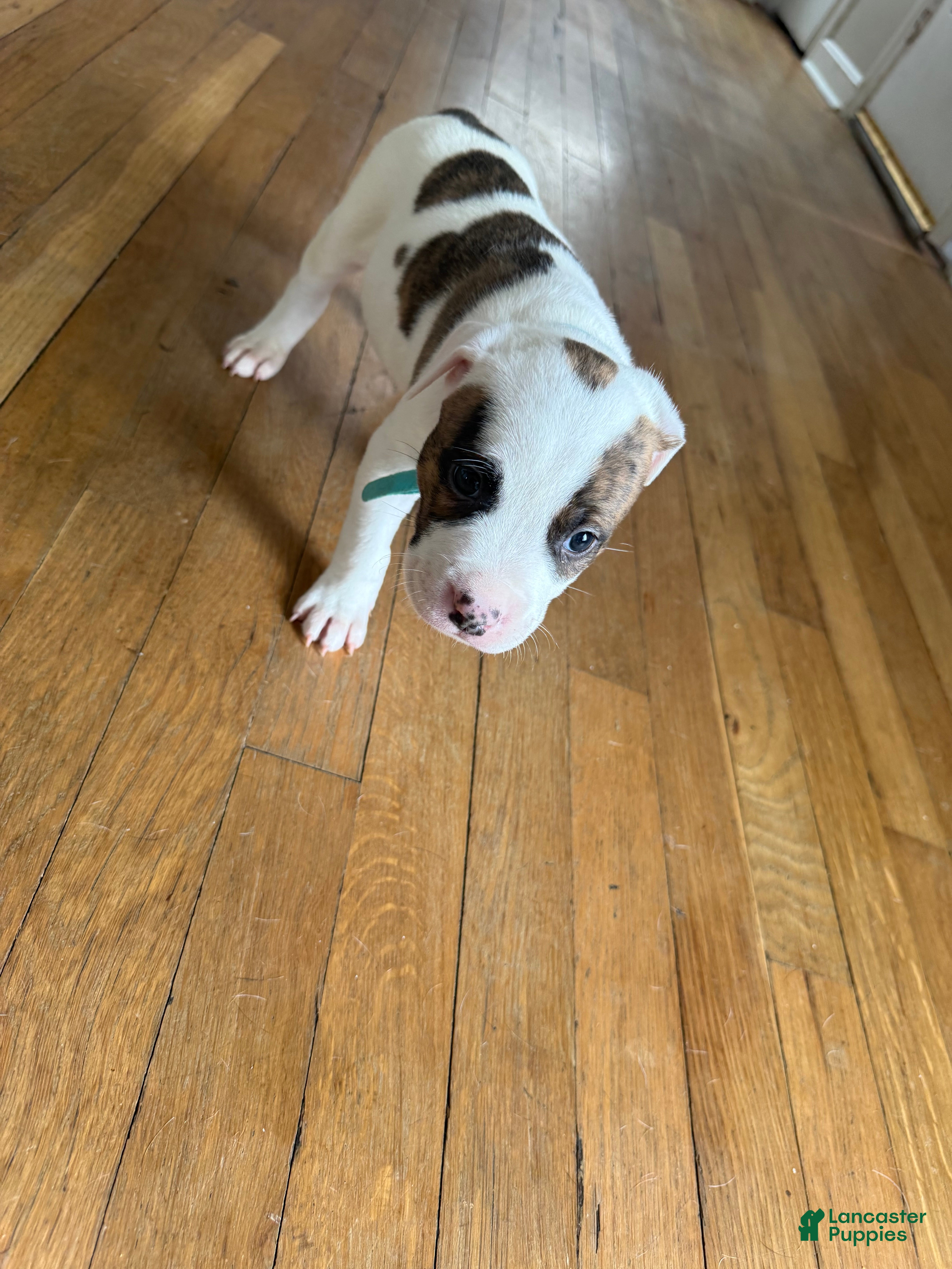 American Pit Bull Terrier dogs American Pit Bull Terrier Puppy 3 (Luke)  - Ad 38