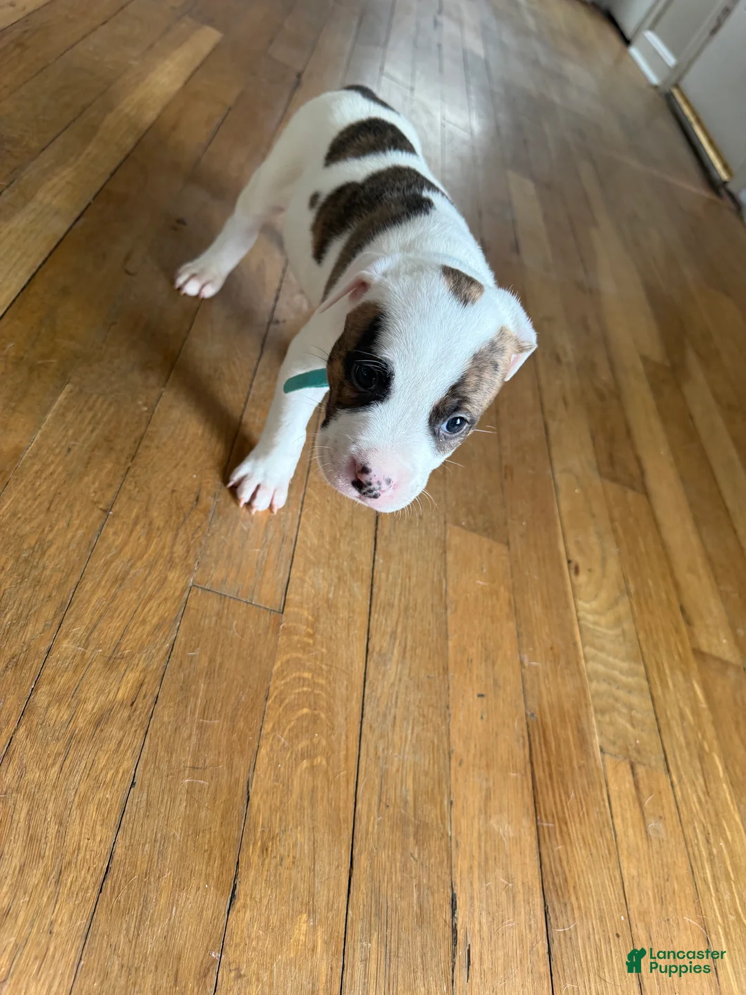 American Pit Bull Terrier dogs for sale: American Pit Bull Terrier Puppy 3 (Luke)  - Ad 1