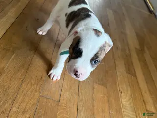 American Pit Bull Terrier dogs American Pit Bull Terrier Puppy 3 (Luke) - Ad 38