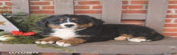 Bernese Mountain Dog dogs for sale: Bandit - Ad 3