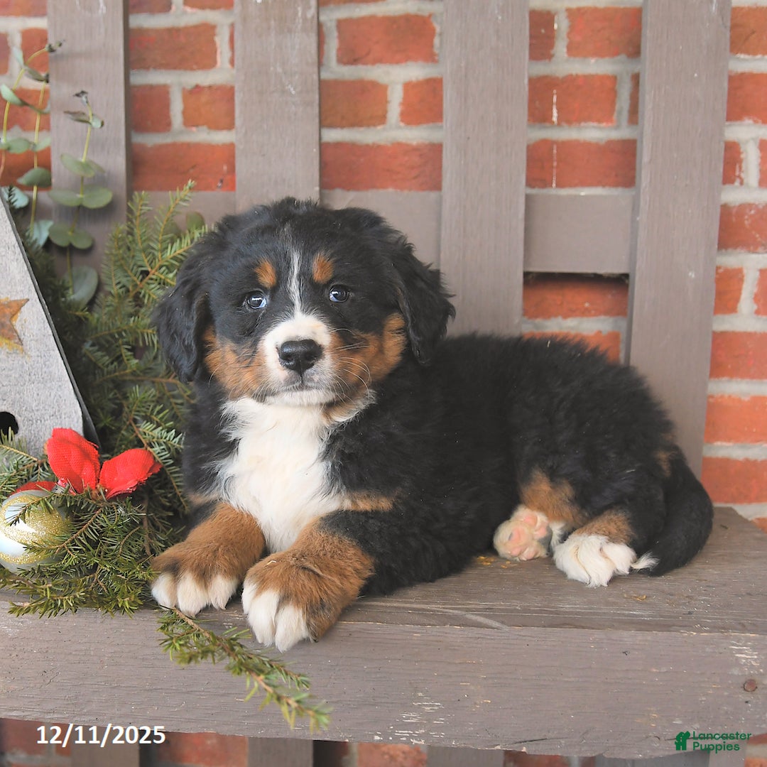 Bernese Mountain Dog dogs for sale: Bandit - Ad 3