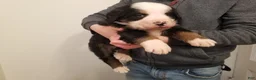 Bernese Mountain Dog dogs for sale: Bernese Mountain Dog Puppy 4 - Ad 2