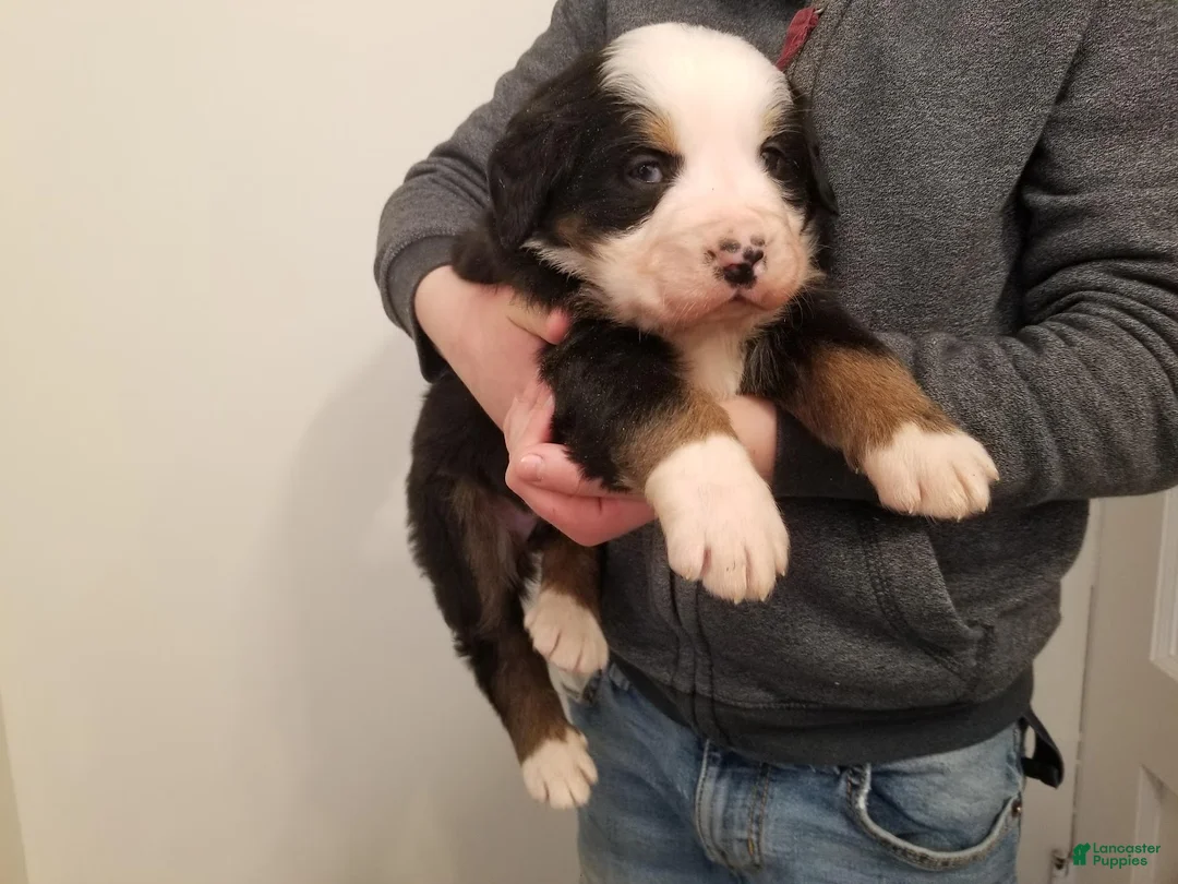 Bernese Mountain Dog dogs for sale: Bernese Mountain Dog Puppy 4 - Ad 2