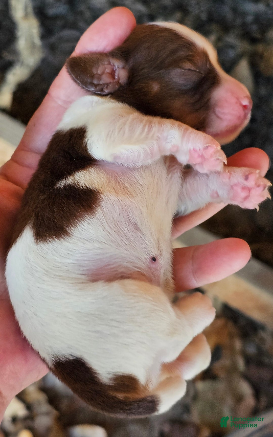 Miniature Dachshund dogs for sale: Sarah Long-haired  - Ad 6