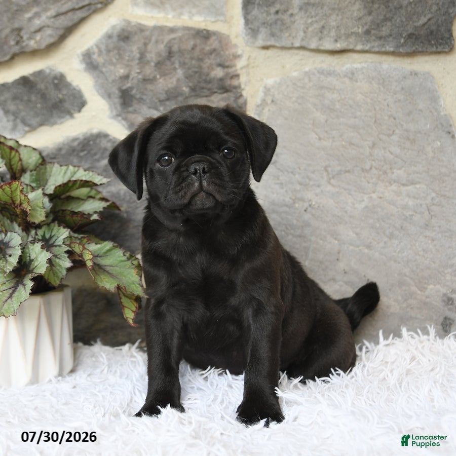 Pug dogs Bouncer - Ad 1