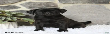 Bouncer