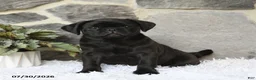 Pug dogs for sale: Bouncer - Ad 1