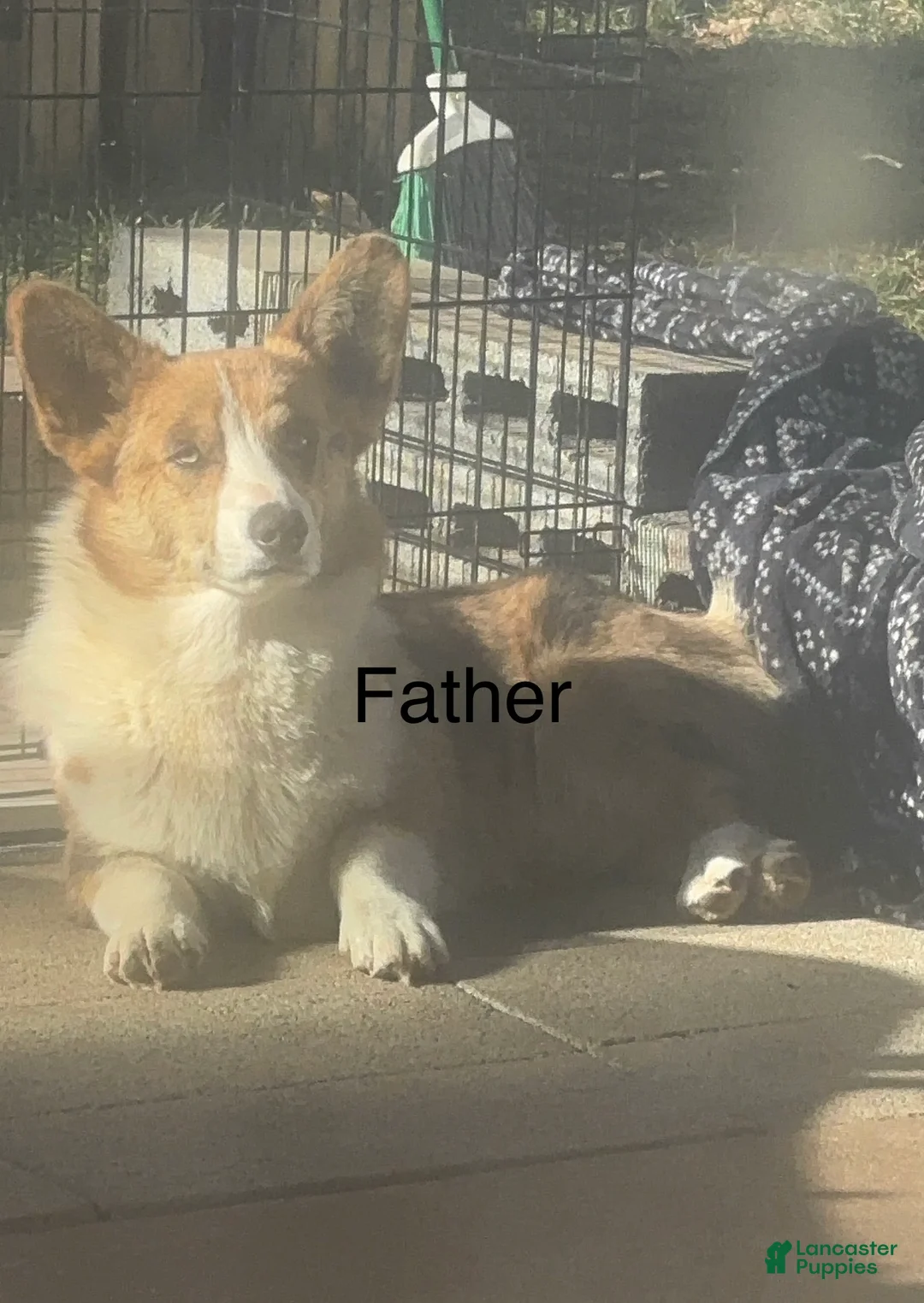 Welsh Corgi Pembroke dogs for sale: Yogi - Ad 4