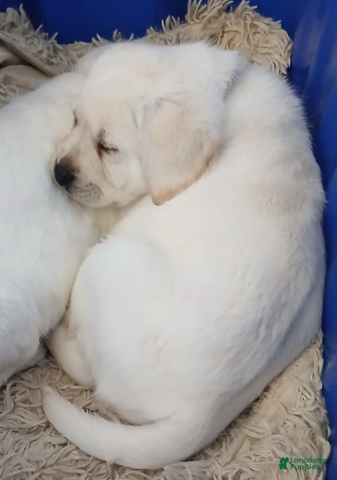 Labrador Retriever dogs for sale: Gunner - Ad 2