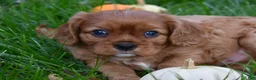Cavalier King Charles Spaniel dogs for sale: Victor - Ad 11