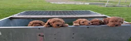 Mini Goldendoodle dogs for sale: Molly - Ad 8