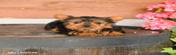 Yorkshire Terrier dogs for sale: Teddy - Ad 3