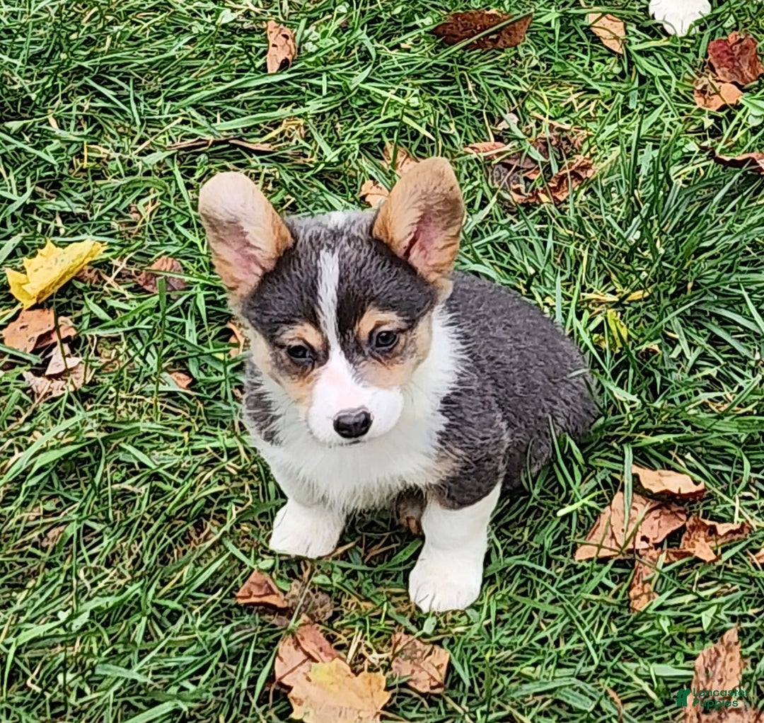 Welsh Corgi Pembroke dogs for sale: Annie Bluie  - Ad 4