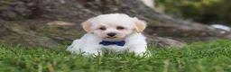 Maltipoo dogs for sale: Marshmellow - Ad 6
