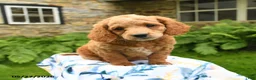 Cockapoo dogs for sale: Dexter - Ad 3