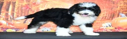 Bernedoodle dogs for sale: Bernedoodle 5 - Ad 4