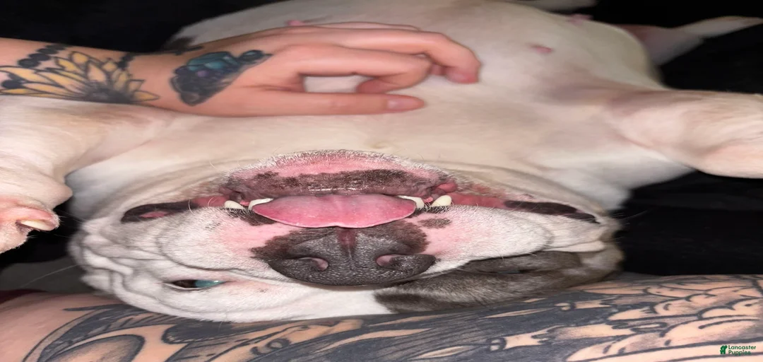 Gallery Image {{count}}