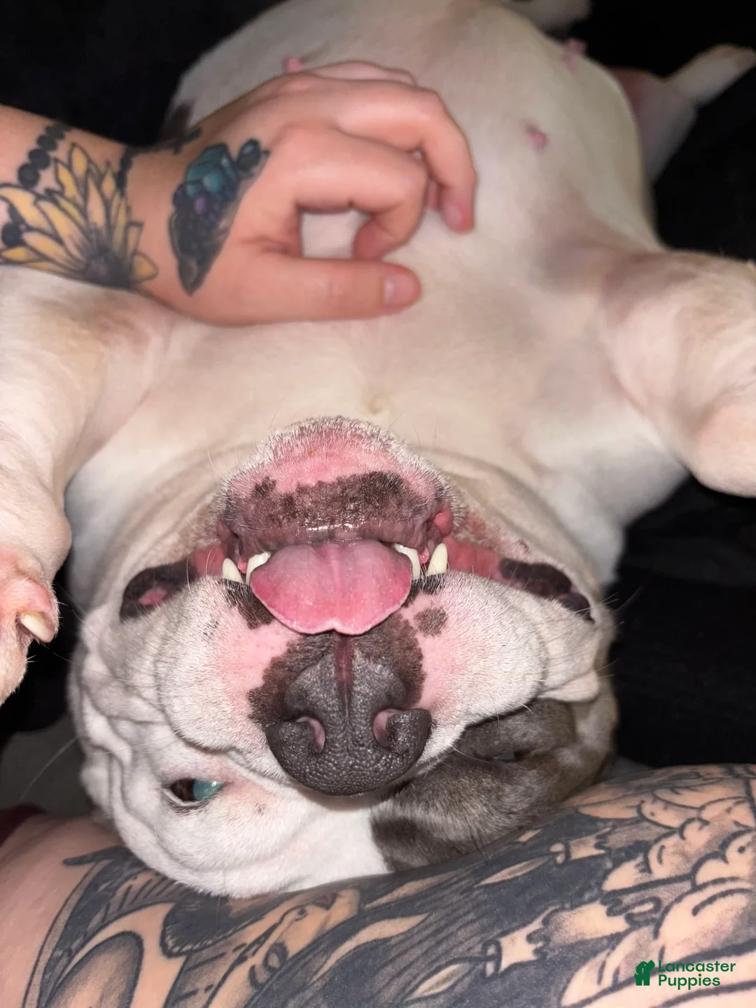 Gallery Image {{count}}