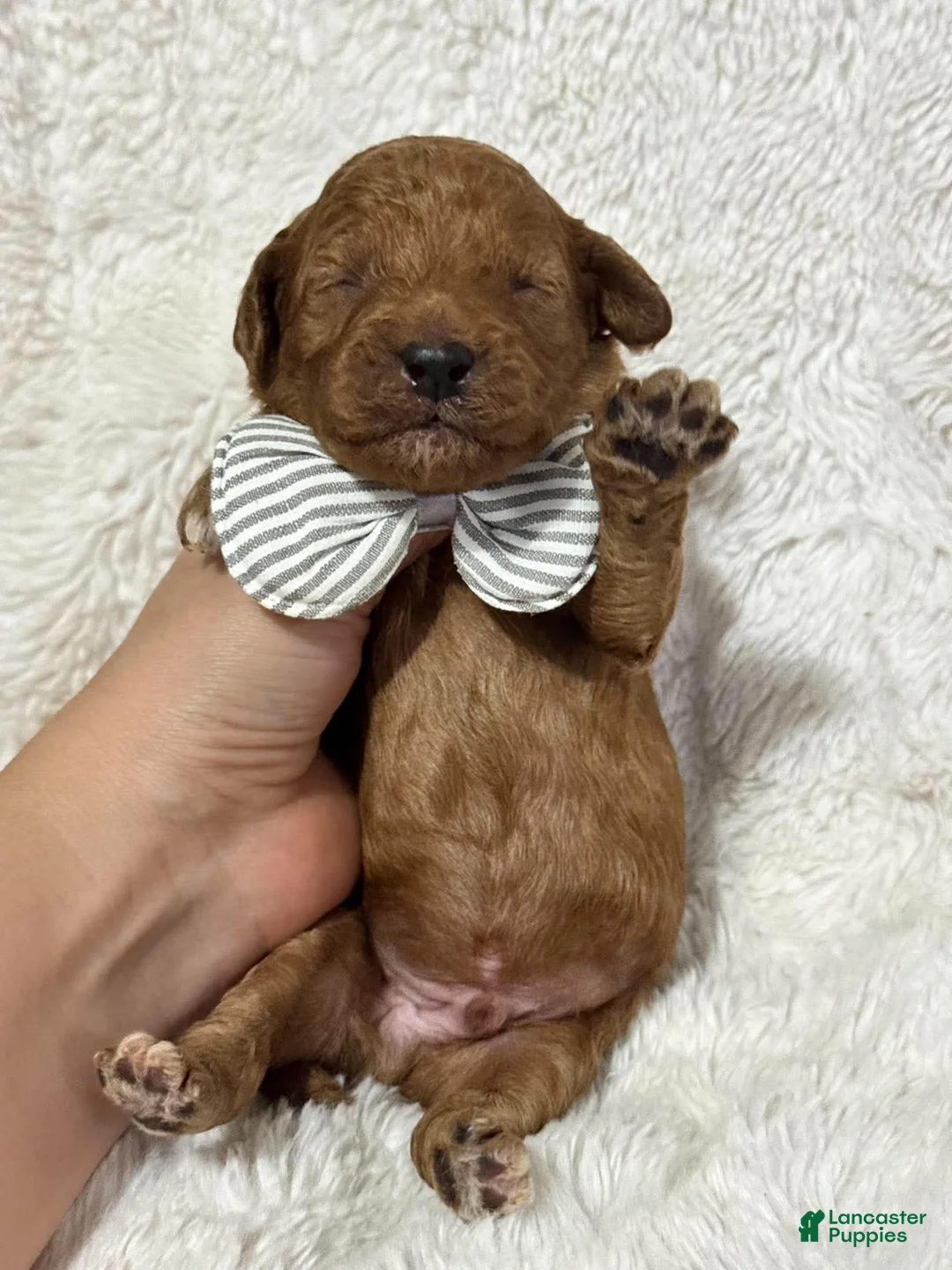 Cavapoo dogs for sale: Riley - Ad 2