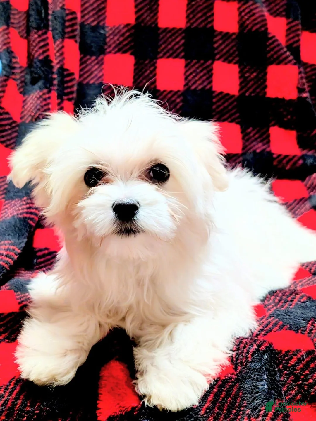 Maltese dogs for sale: Snowball - Ad 2