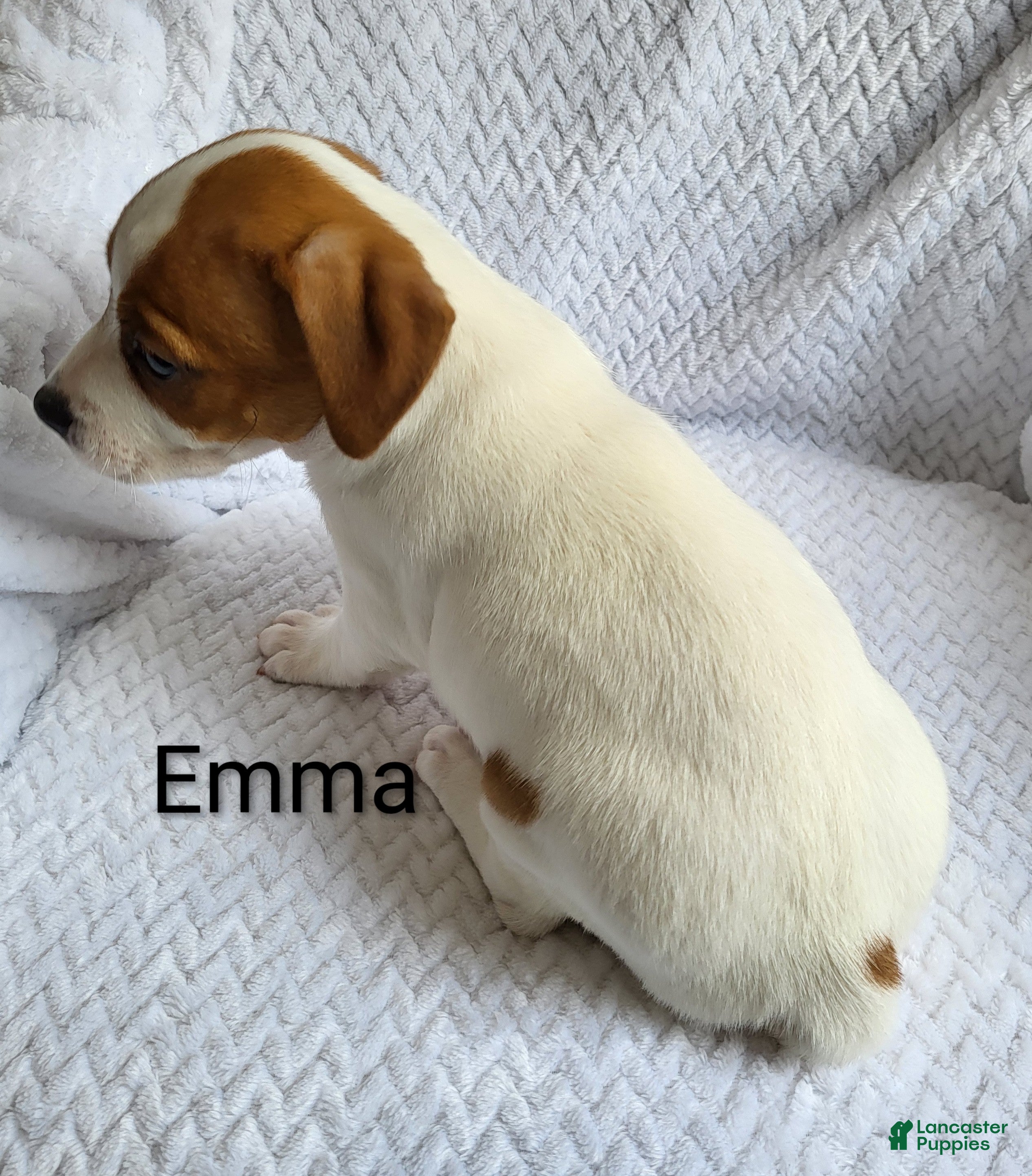 Jack Russell Terrier dogs Jack Russell Terrier Puppy 2 - Ad 2