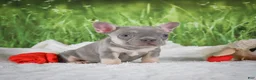 French Bulldog dogs for sale: Luca - Ad 6
