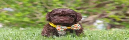 Cockapoo dogs for sale: Teddy - Ad 3
