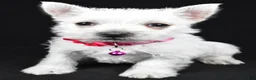 West Highland Terrier dogs for sale: Annie - Ad 6