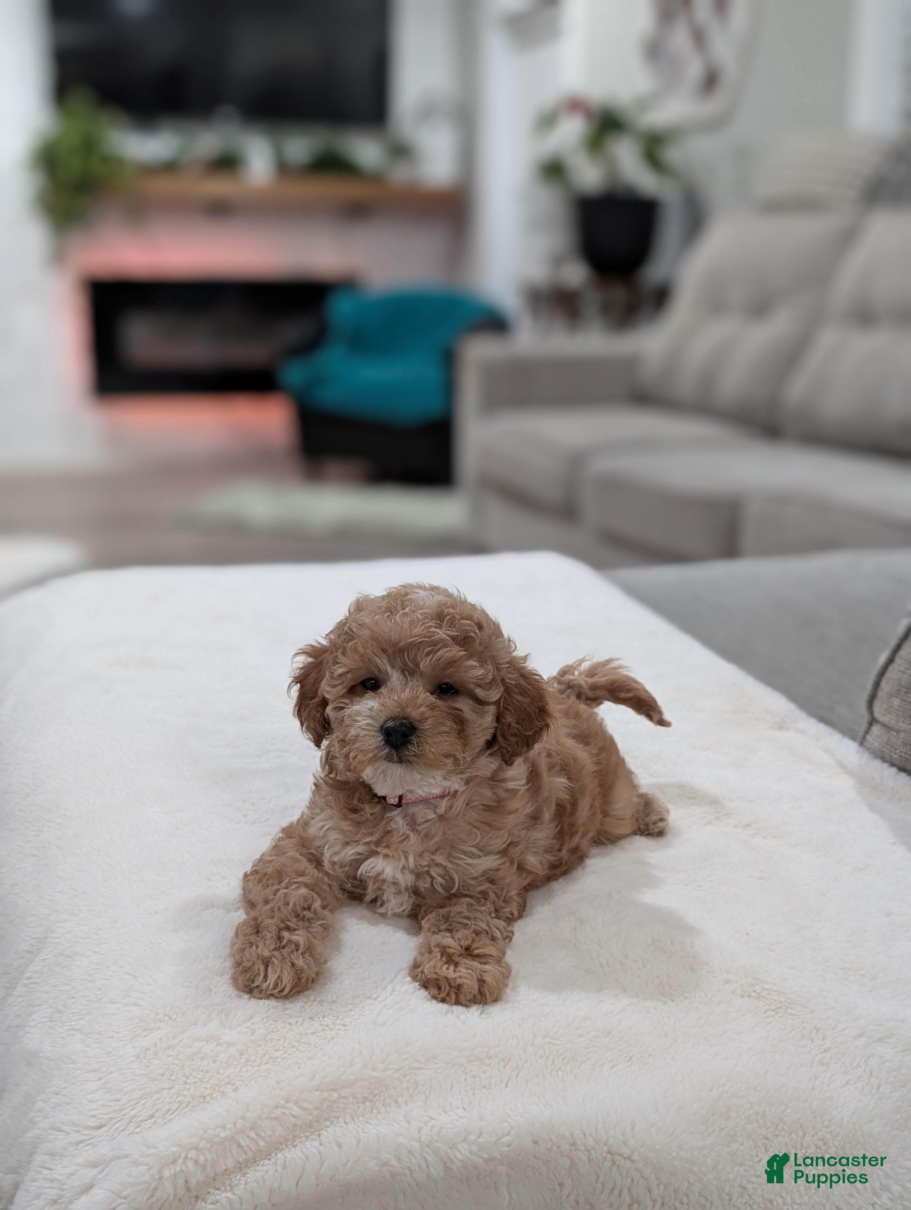 Shihpoo dogs Jasmine  - Ad 2
