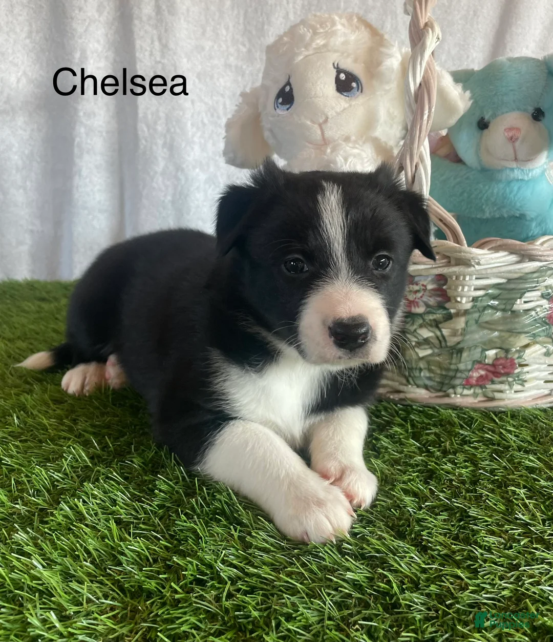 Border Collie dogs for sale: Border Collie Puppy 4 - Ad 8