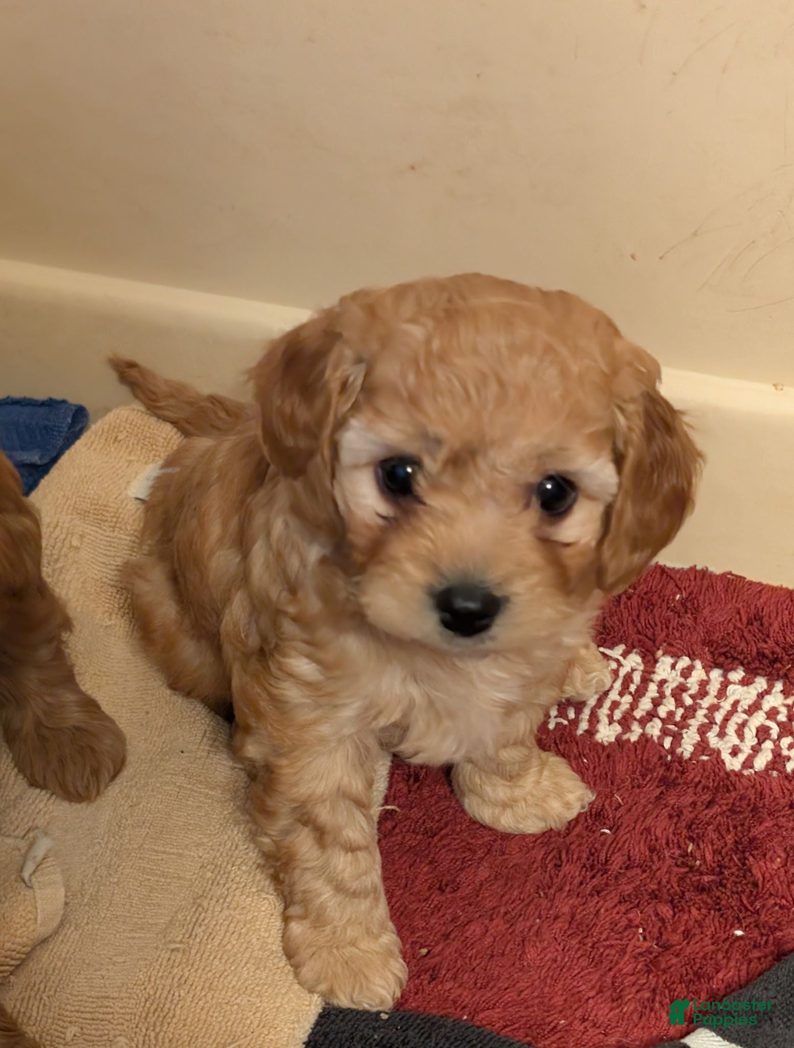 Cavapoo dogs Pooh - Ad 2
