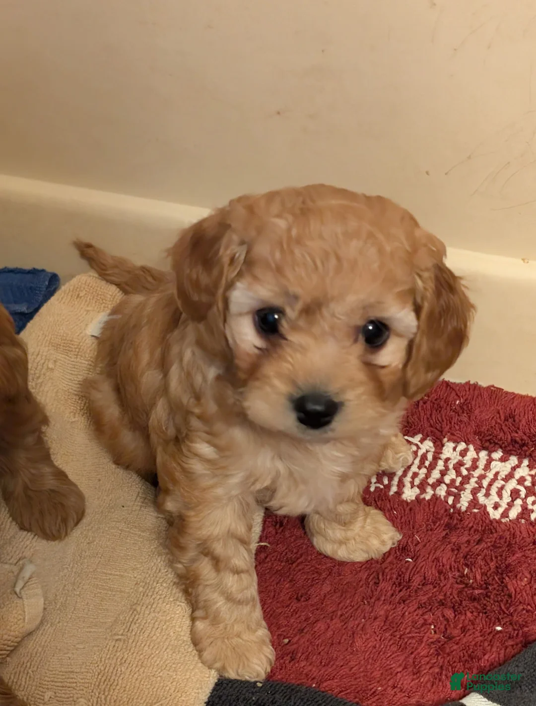 Cavapoo dogs for sale: Pooh - Ad 2