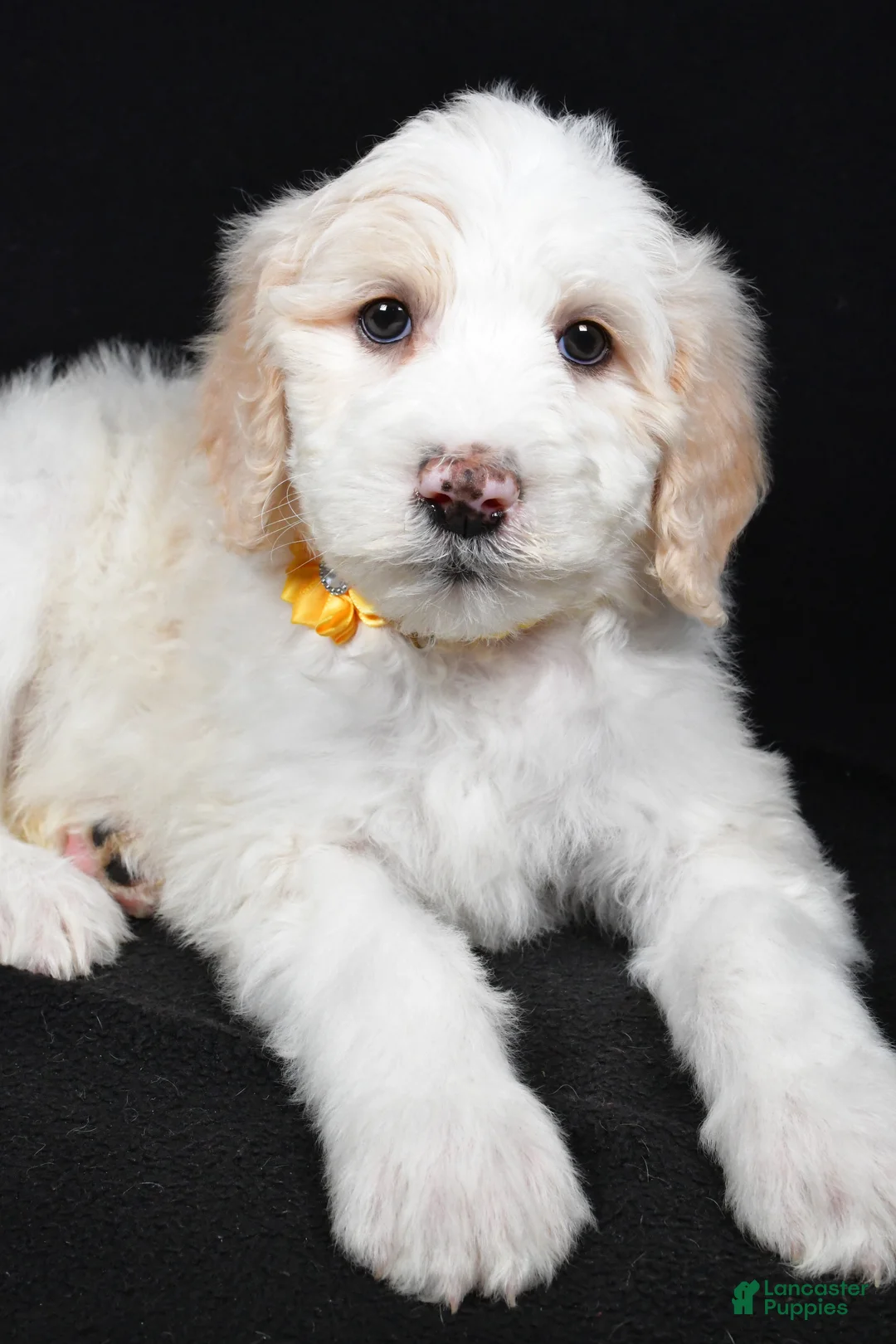 Sheepadoodle dogs for sale: Monica - Ad 5