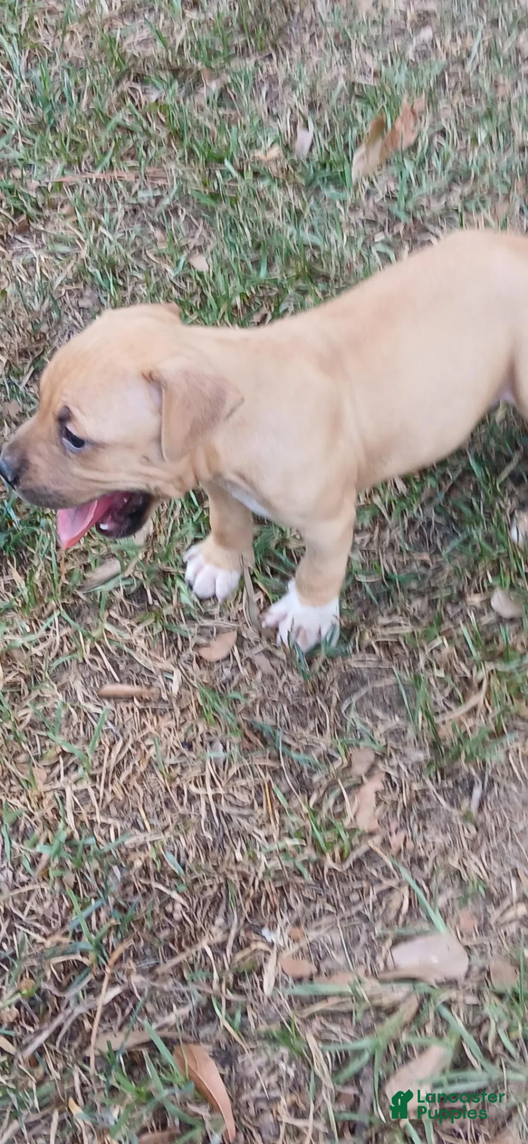 American Pit Bull Terrier dogs for sale: American Pit Bull Terrier 1 - Ad 2