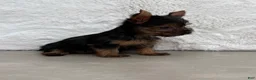 Yorkshire Terrier dogs for sale: Cassie - Ad 18