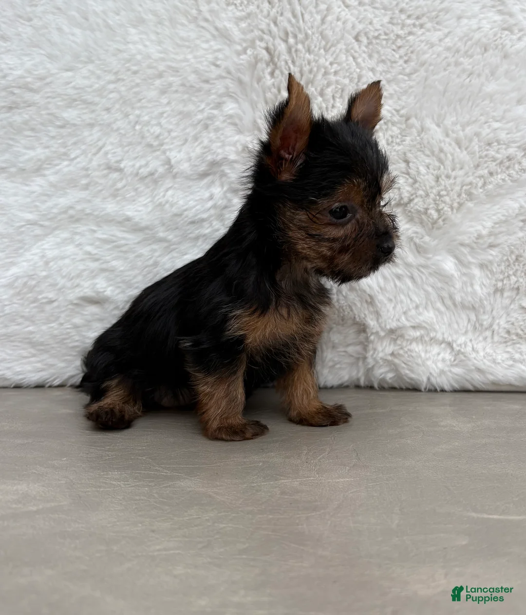 Yorkshire Terrier dogs for sale: Cassie - Ad 18