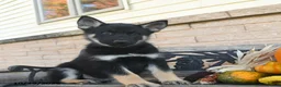 Gerberian Shepsky dogs for sale: Jagger  - Ad 3