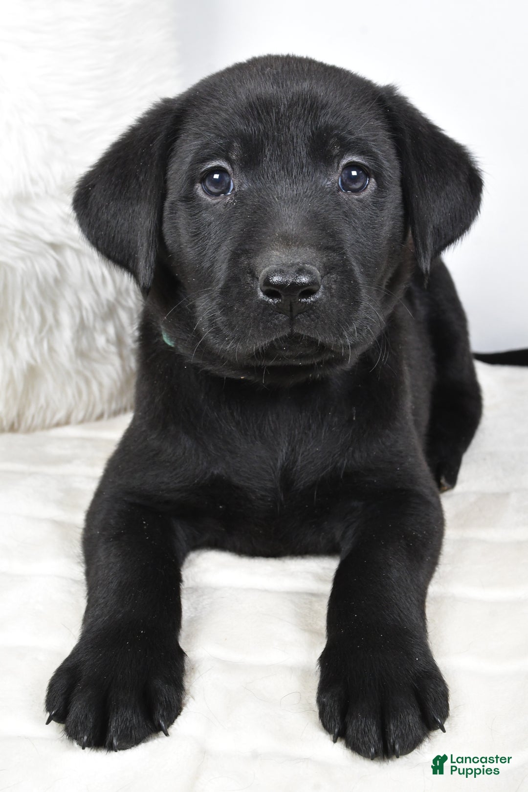 Labrador Retriever dogs for sale: Zoey - Ad 8