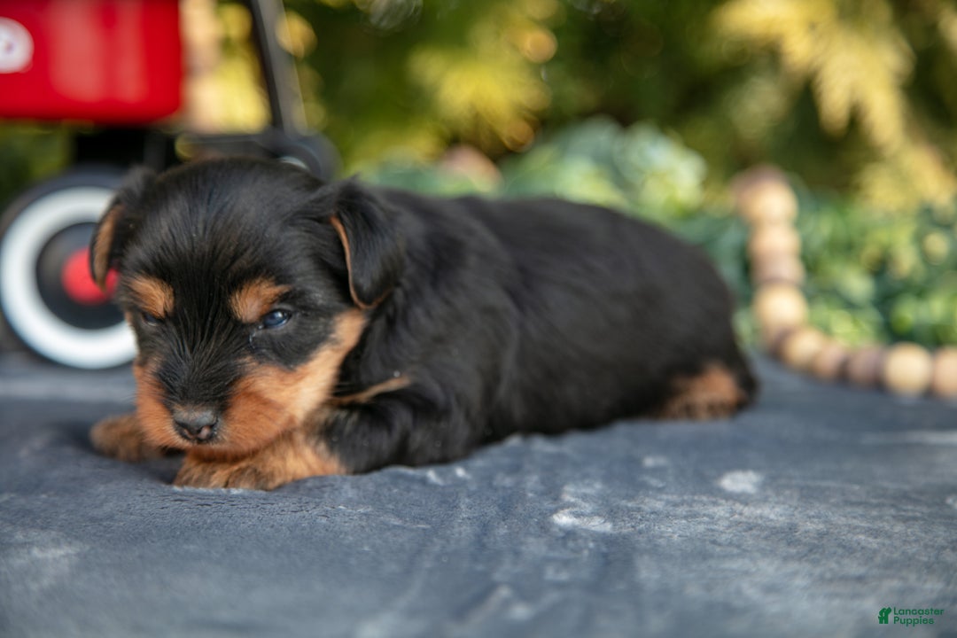 Yorkshire Terrier dogs for sale: Trina - Ad 3