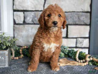 Goldendoodle dogs - Ad 29
