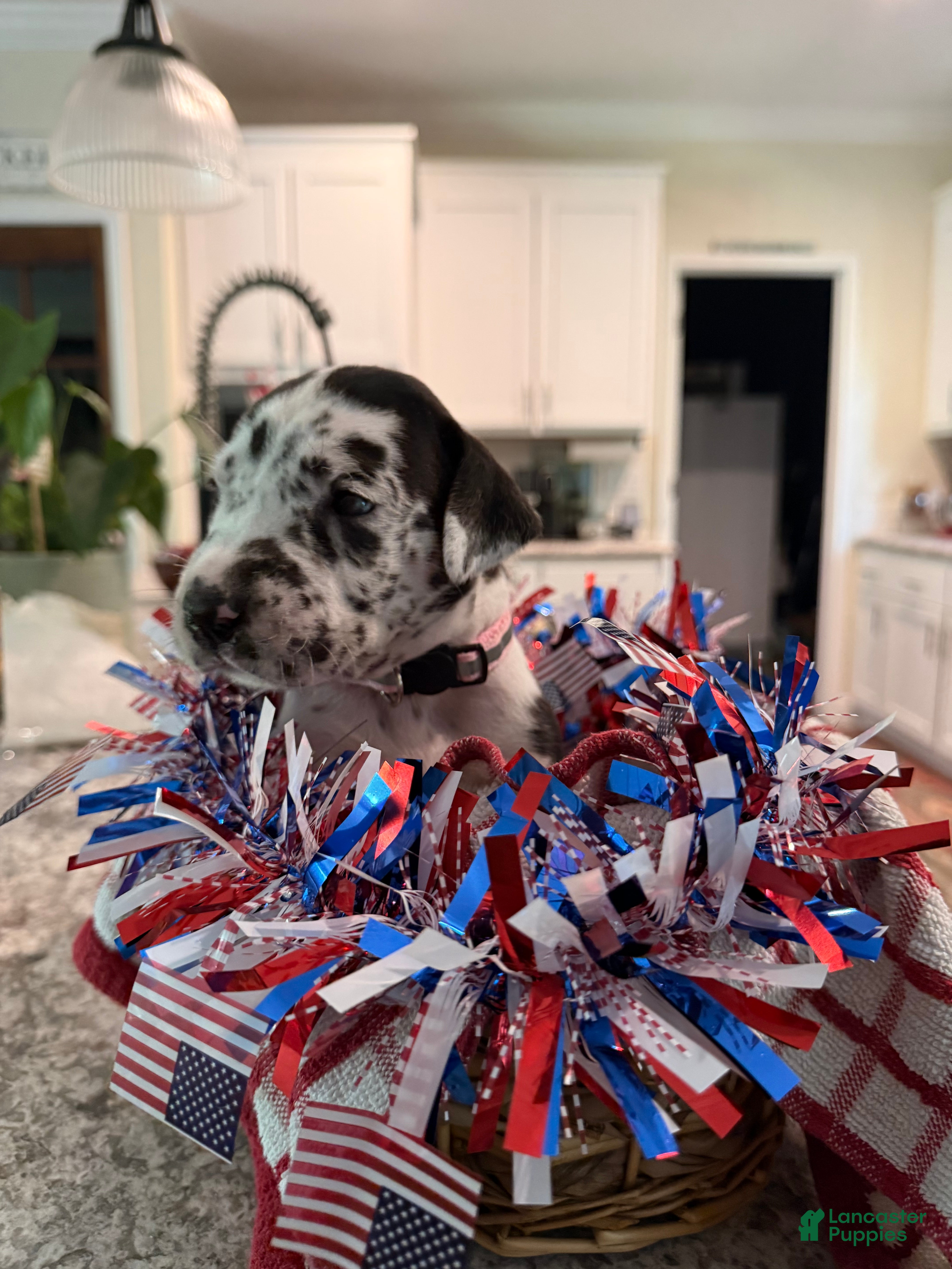 Great Dane dogs Pat Benatar - Ad 1