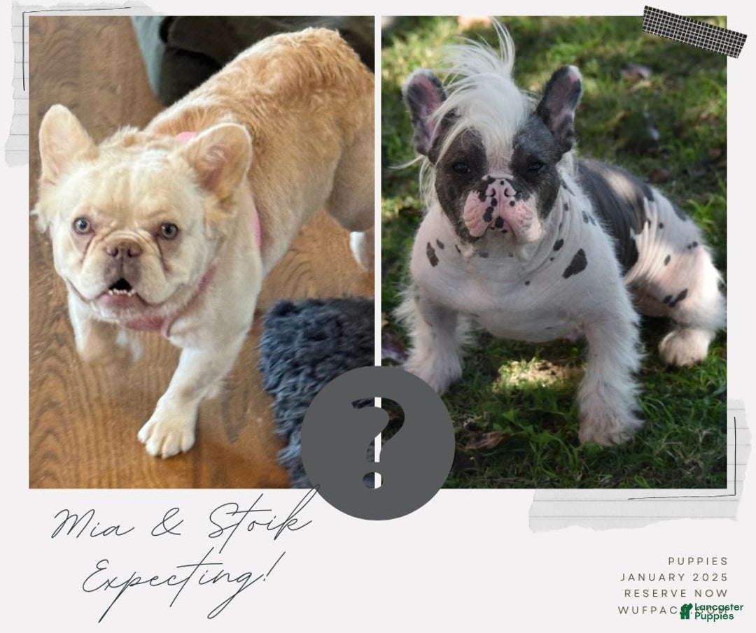 French Bulldog dogs for sale: Chrissy - Ad 3