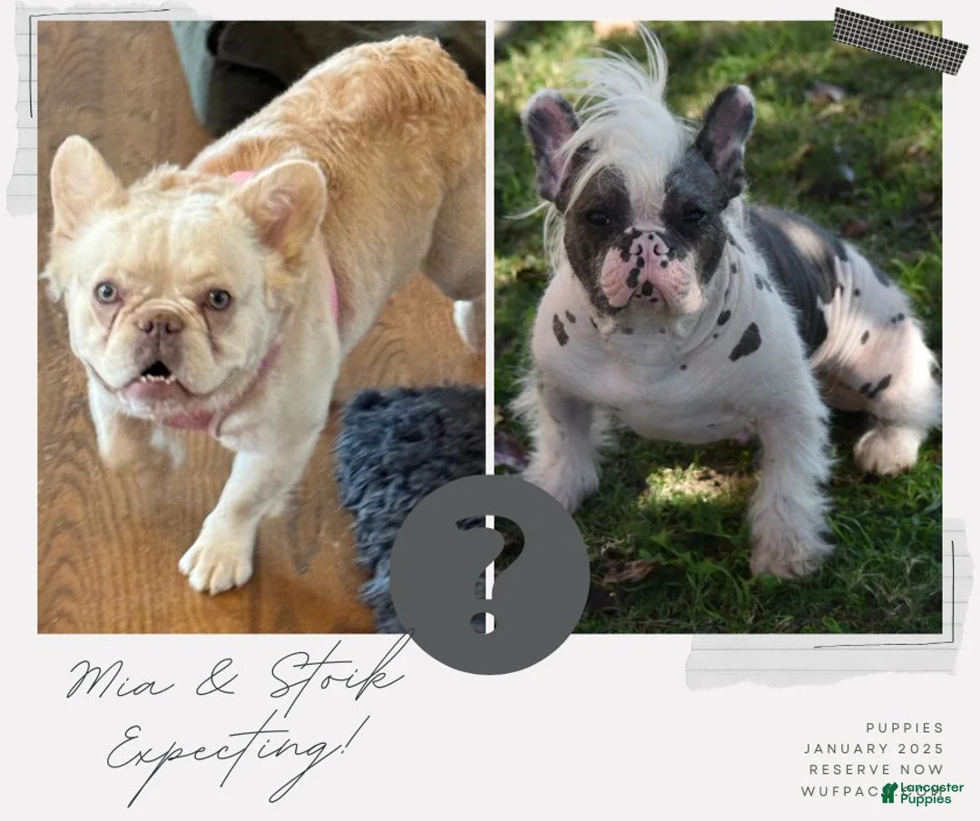 French Bulldog dogs for sale: Chrissy - Ad 4