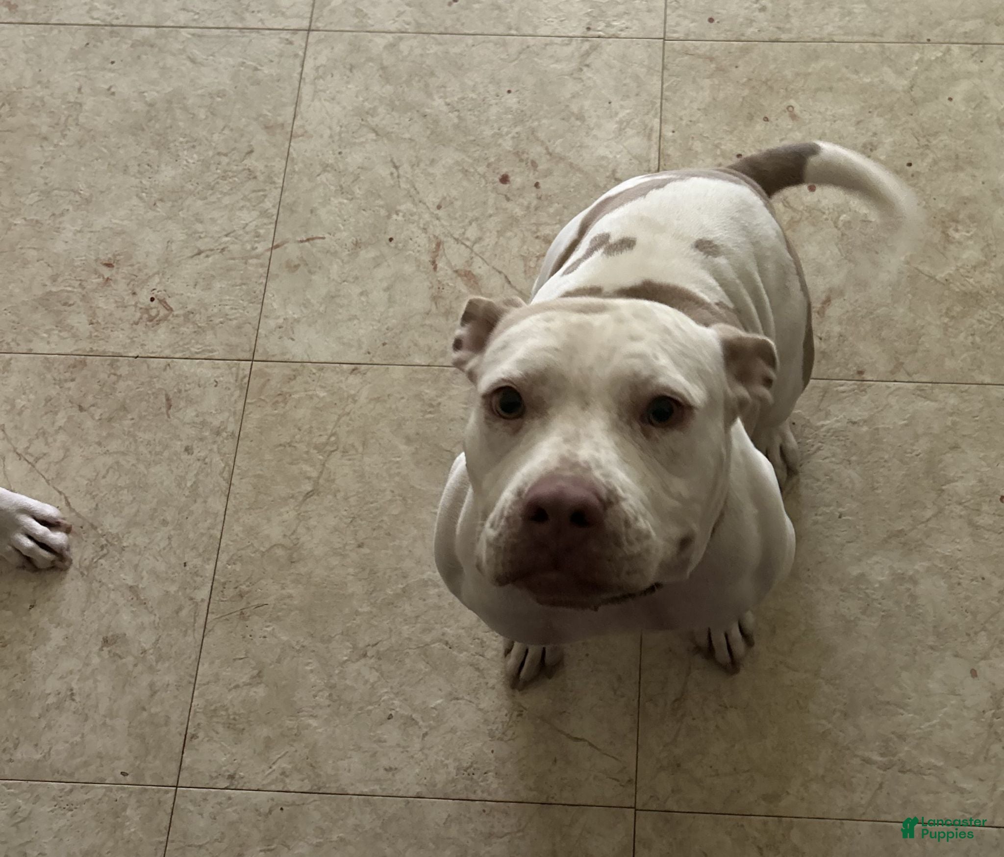 American Bully dogs American Bully 1 - Ad 2
