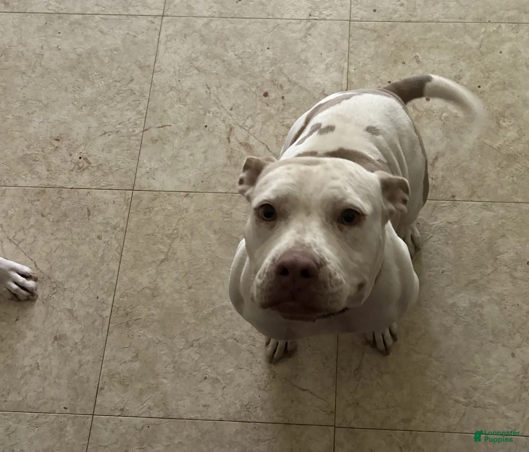 American Bully dogs for sale: American Bully 1 - Ad 2