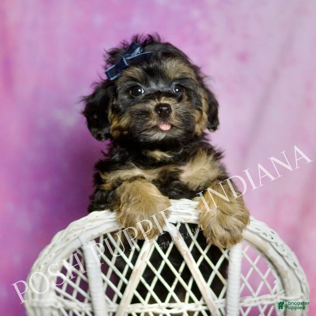 Mixed Breed dogs for sale: Bluey - Ad 2