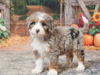 Mini Bernedoodle dogs - Ad 38