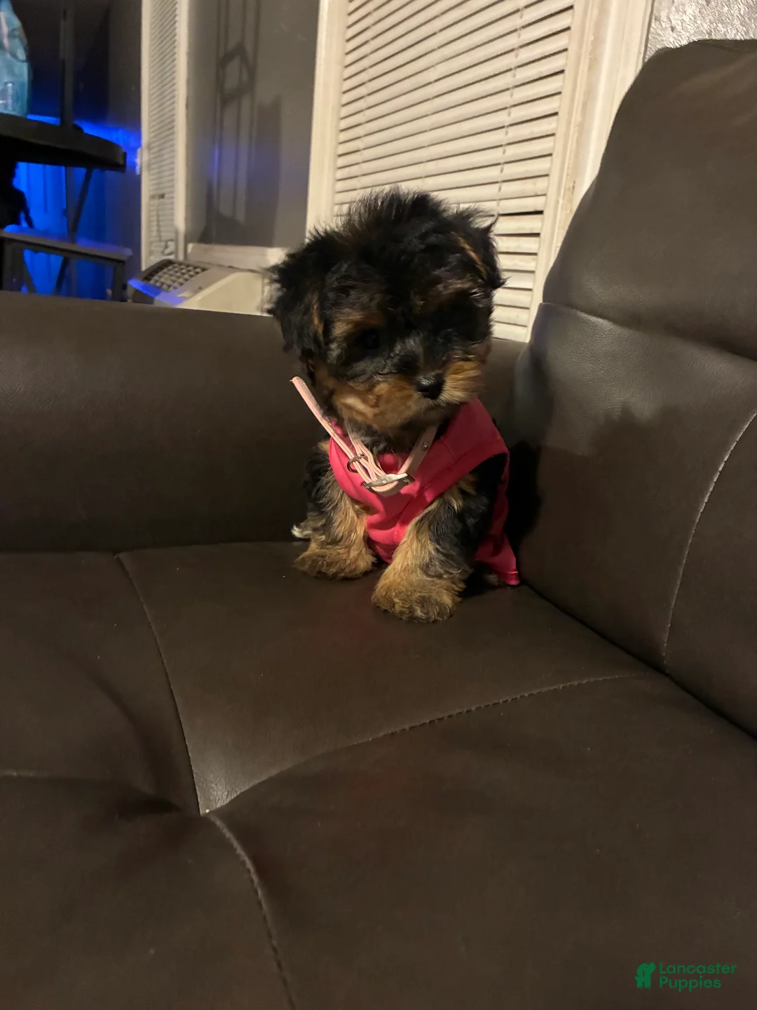 Yorkshire Terrier dogs for sale: Yorkshire Terrier Puppy 2 - Ad 1
