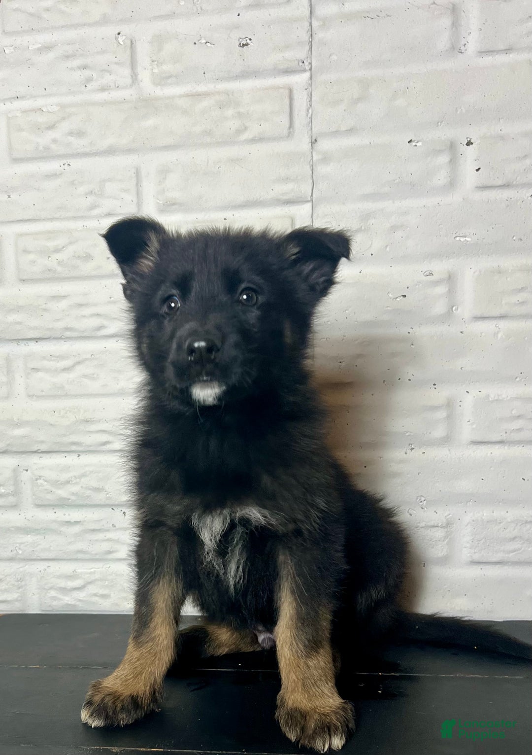 German Shepherd dogs for sale: Dasher - Ad 1