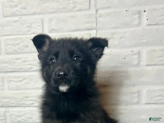 German Shepherd dogs Dasher - Ad 42